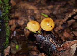 Attēlu rezultāti vaicājumam “Xeromphalina campanella”