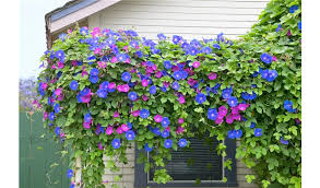 Image result for Prunkwinde