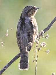 Attēlu rezultāti vaicājumam “Jynx torquilla adult”