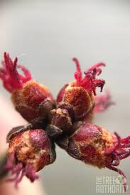 Attēlu rezultāti vaicājumam “Acer saccharinum bud”