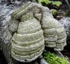 Attēlu rezultāti vaicājumam “Fomes fomentarius”