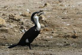 Attēlu rezultāti vaicājumam “Phalacrocorax carbo adult”