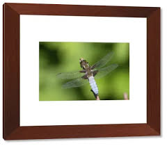 Attēlu rezultāti vaicājumam “Libellula depressa”