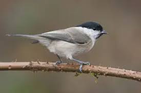 Attēlu rezultāti vaicājumam “Poecile palustris adult”