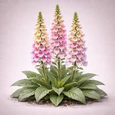 Image result for Digitalis purpurea