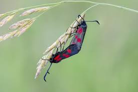 Attēlu rezultāti vaicājumam “Zygaena viciae”