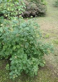 Attēlu rezultāti vaicājumam “Eleutherococcus sessiliflorus”