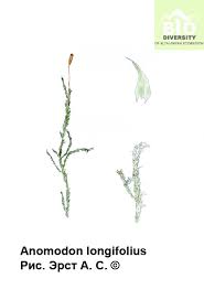 Attēlu rezultāti vaicājumam “Anomodon longifolius”
