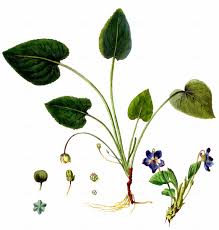 Attēlu rezultāti vaicājumam “Viola hirta”