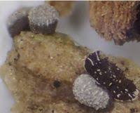 Attēlu rezultāti vaicājumam “Badhamia macrocarpa”