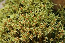 Attēlu rezultāti vaicājumam “Philonotis fontana”