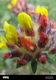 Attēlu rezultāti vaicājumam “Anthyllis maritima bud”