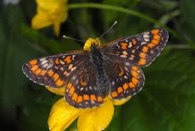 Attēlu rezultāti vaicājumam “Euphydryas maturna larva”