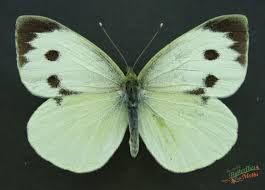 Attēlu rezultāti vaicājumam “Pieris brassicae underside”