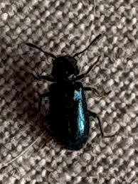 Attēlu rezultāti vaicājumam “Korynetes caeruleus”