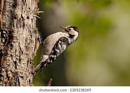 Attēlu rezultāti vaicājumam “Dendrocopos minor”