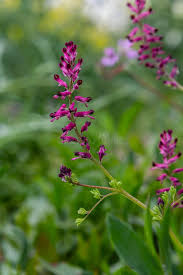 Attēlu rezultāti vaicājumam “Fumaria officinalis flower”