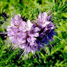 Image result for Phacelia