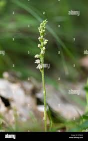 Attēlu rezultāti vaicājumam “Goodyera repens bud”