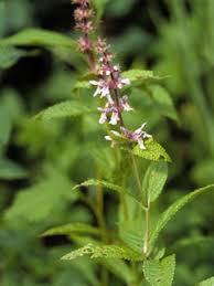 Attēlu rezultāti vaicājumam “Stachys palustris flower”