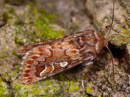 Attēlu rezultāti vaicājumam “Panolis flammea”