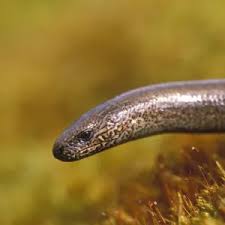 Attēlu rezultāti vaicājumam “Anguis fragilis adult”