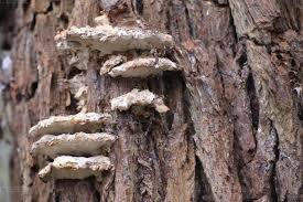 Attēlu rezultāti vaicājumam “Bjerkandera fumosa”