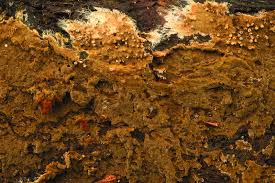 Attēlu rezultāti vaicājumam “Asterodon ferruginosus”