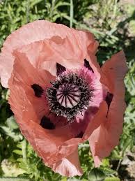 Image result for Papaver orientale
