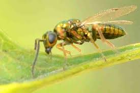 Attēlu rezultāti vaicājumam “Torymidae”