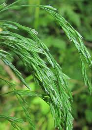 Attēlu rezultāti vaicājumam “Cinna latifolia”