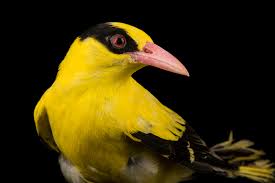 Attēlu rezultāti vaicājumam “Oriolus oriolus”