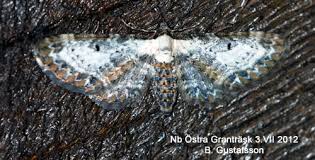 Attēlu rezultāti vaicājumam “Eupithecia succenturiata”