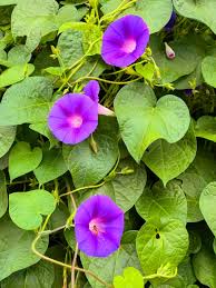 Image result for Ipomoea purpurea