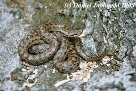 Attēlu rezultāti vaicājumam “Coronella austriaca”