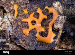 Attēlu rezultāti vaicājumam “Diderma effusum young”