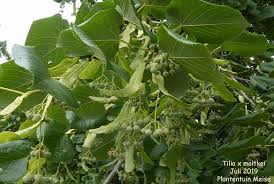 Attēlu rezultāti vaicājumam “Tilia x moltkei”