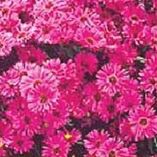 Attēlu rezultāti vaicājumam “Symphyotrichum x salignum flower”