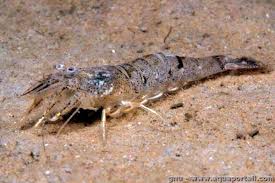 Attēlu rezultāti vaicājumam “Crangon crangon”