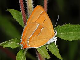 Attēlu rezultāti vaicājumam “Thecla betulae female”