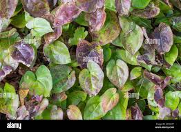 Attēlu rezultāti vaicājumam “Epimedium alpinum”
