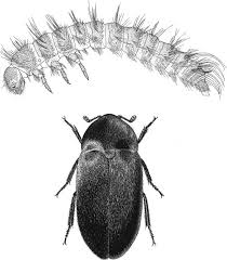 Attēlu rezultāti vaicājumam “Dermestidae”
