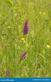 Attēlu rezultāti vaicājumam “Dactylorhiza russowii leaf”