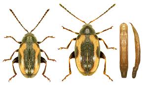 Attēlu rezultāti vaicājumam “Phyllotreta sp.”