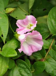 Attēlu rezultāti vaicājumam “Calystegia sepium fruit”