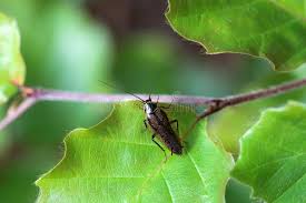 Attēlu rezultāti vaicājumam “Ectobius sylvestris nymph”
