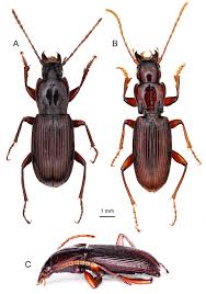 Attēlu rezultāti vaicājumam “Pterostichus sp.”