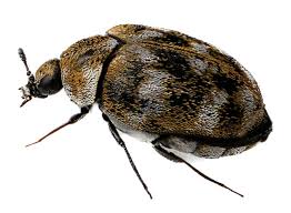 Attēlu rezultāti vaicājumam “Anthrenus scrophulariae”