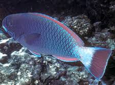 Image result for Chlorurus perspicillatus