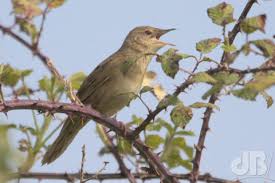 Image result for Locustella naevia